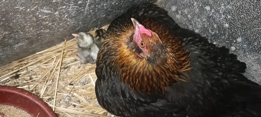 Cloșcă pitică cu 9 pui din ouă mari verzi (fără colesterol) 
