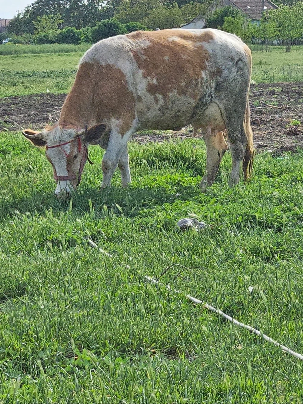 vaca cu lapte 