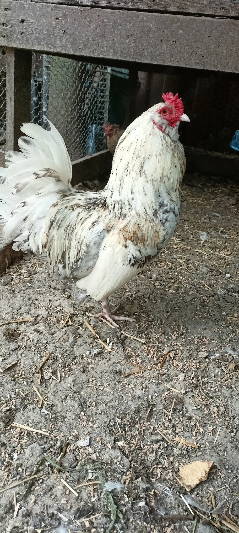 Cocoș Ameraucana pitic.