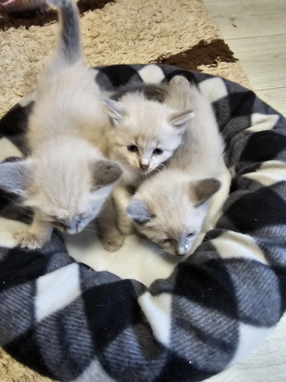 vînd pui de pisică birmanez au 6 săptămîni sunt foarte cuminți 