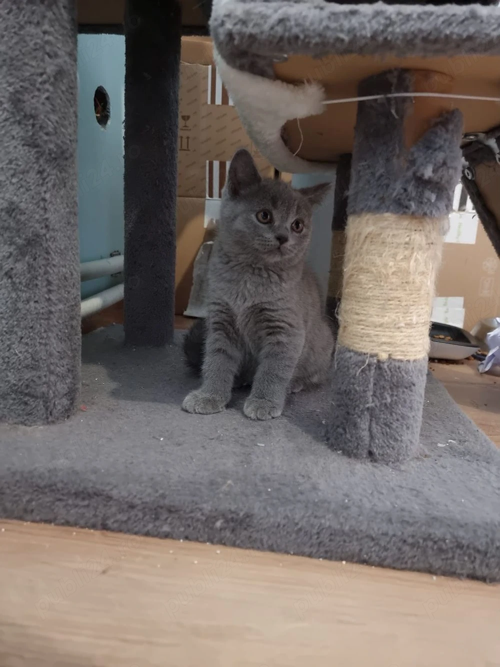 Motănel british shorthair 