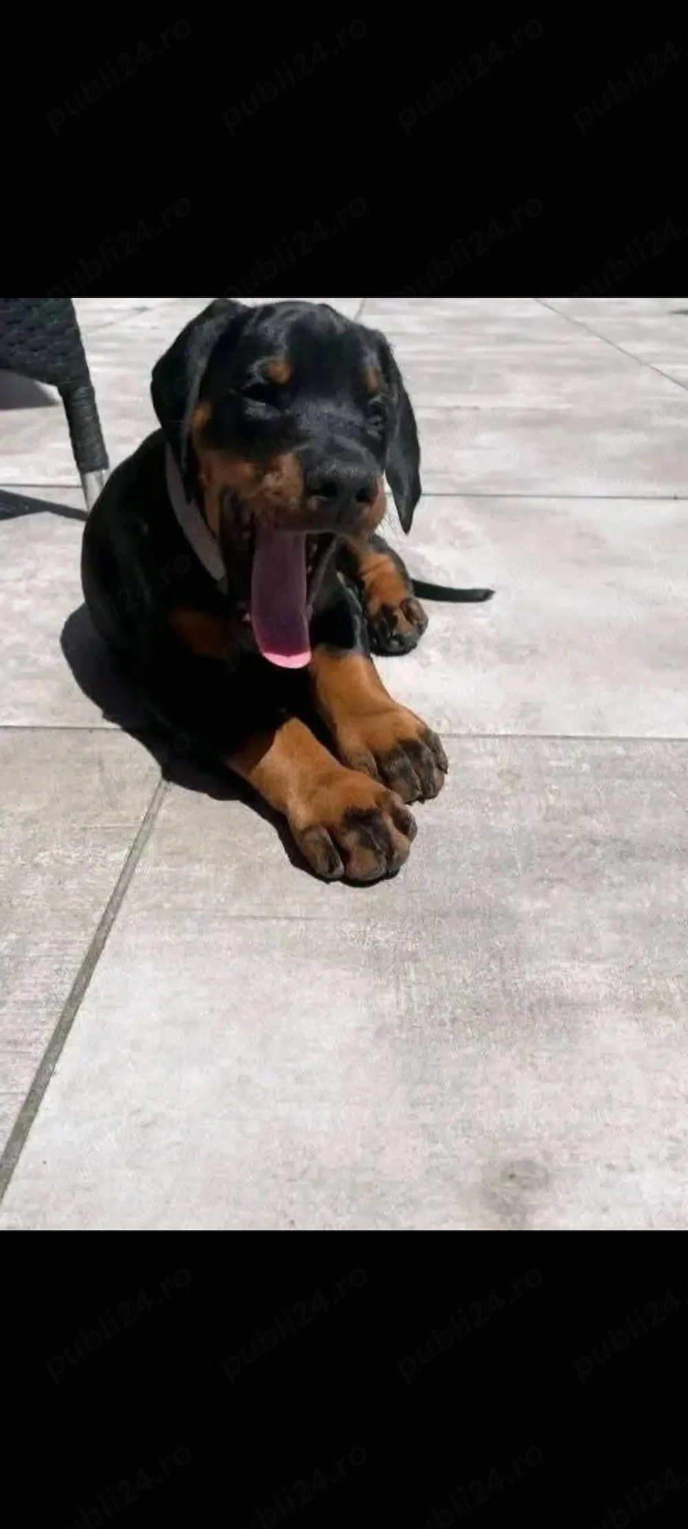 Căței Doberman