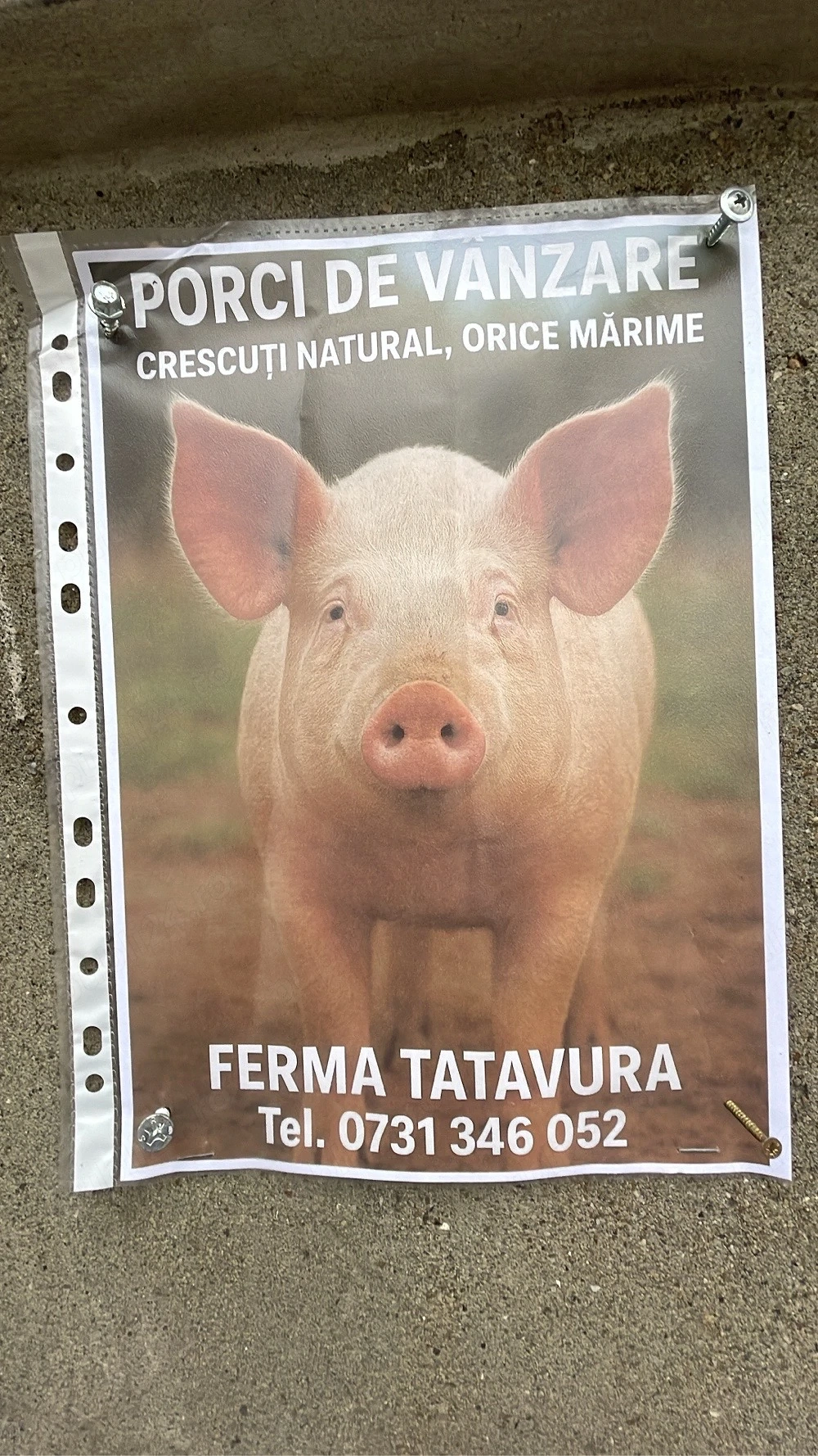 Porci ferma proprie