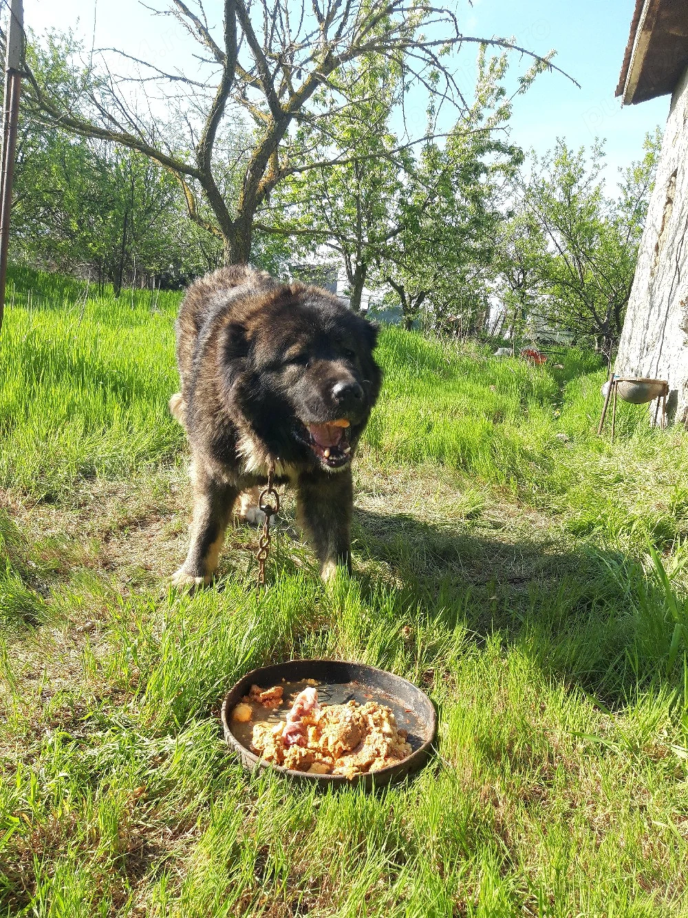 Vand femela Ciobanesc Caucazian