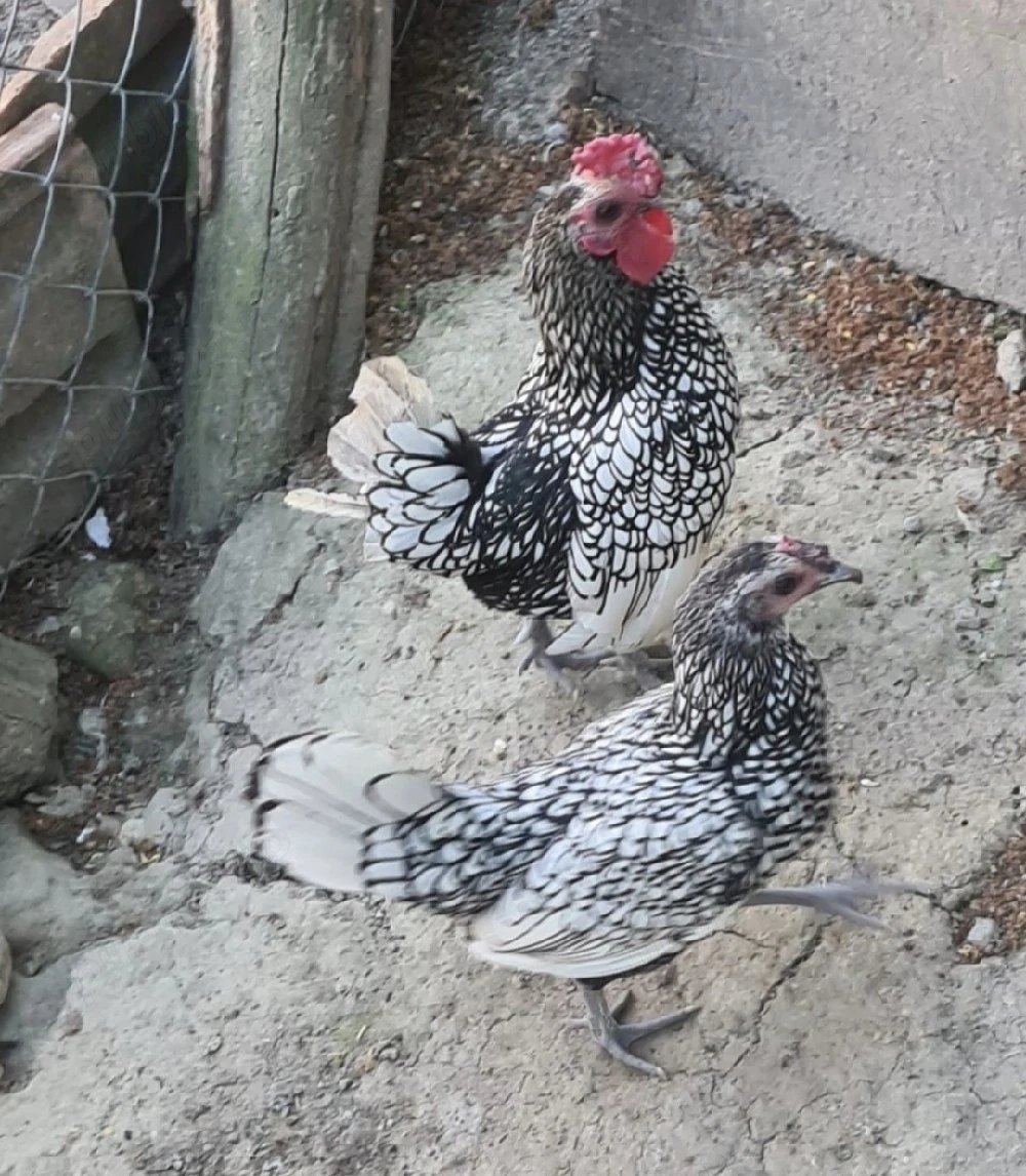 Cocos rasa sebright 