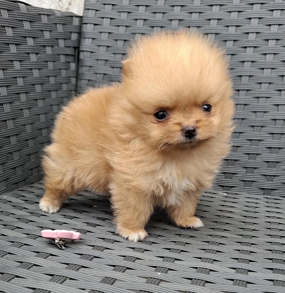 pomeranian mini toy  poze reale