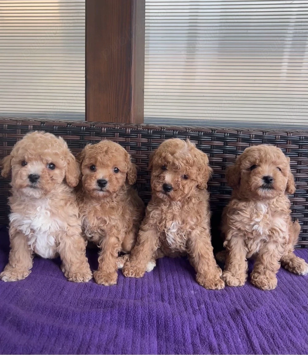 Maltipoo Toy F2