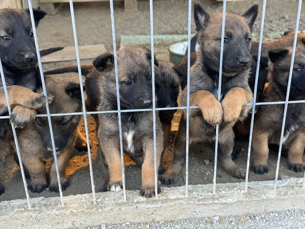 Căței ciobănesc malinois