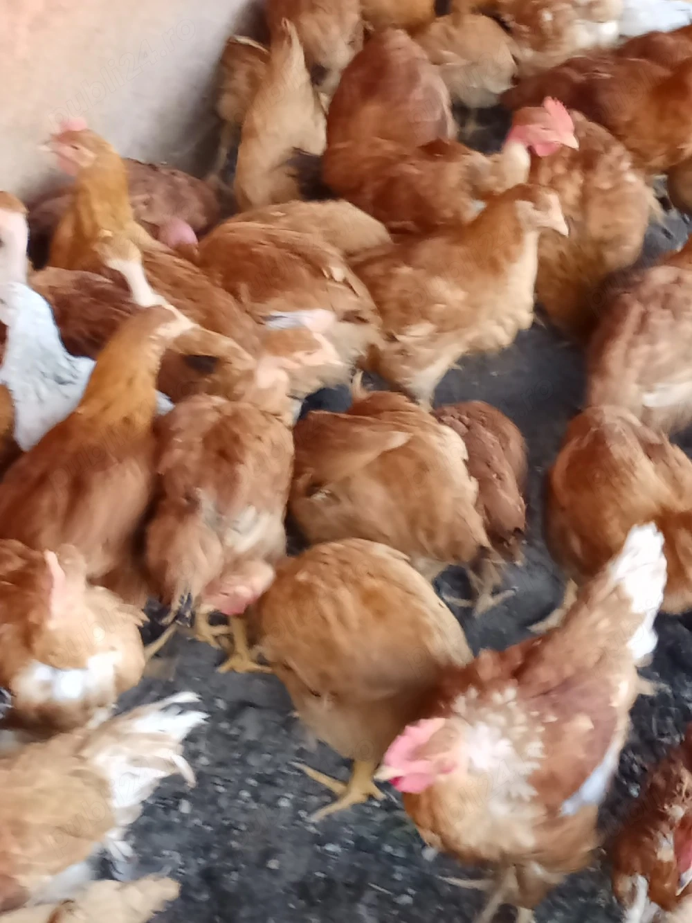 vînd puicuțe 2 kg 60 lei cocoși tiner50 