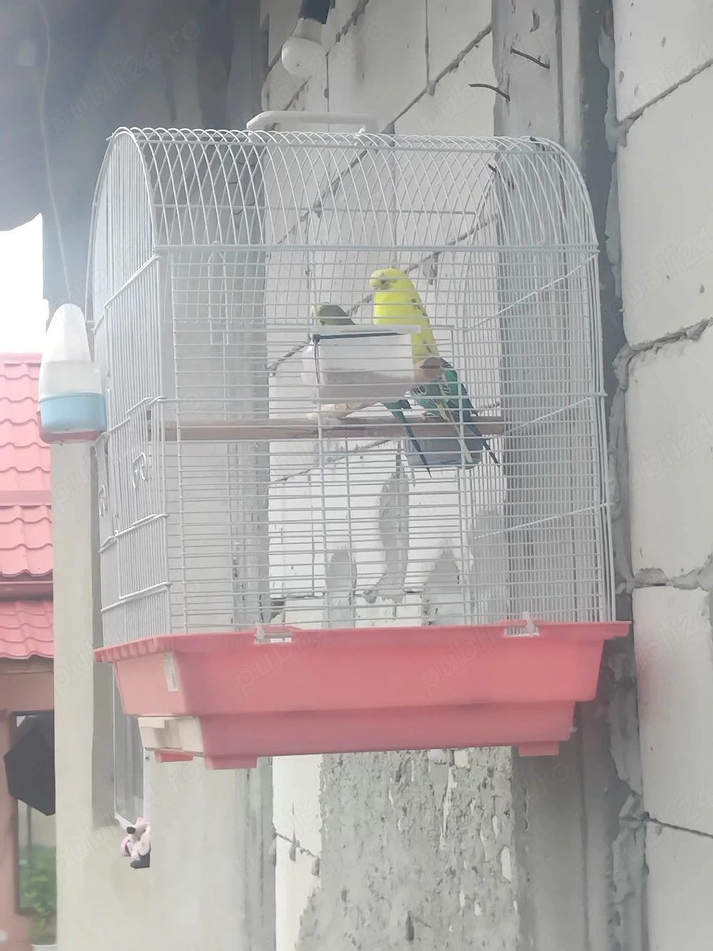 vand perusi 