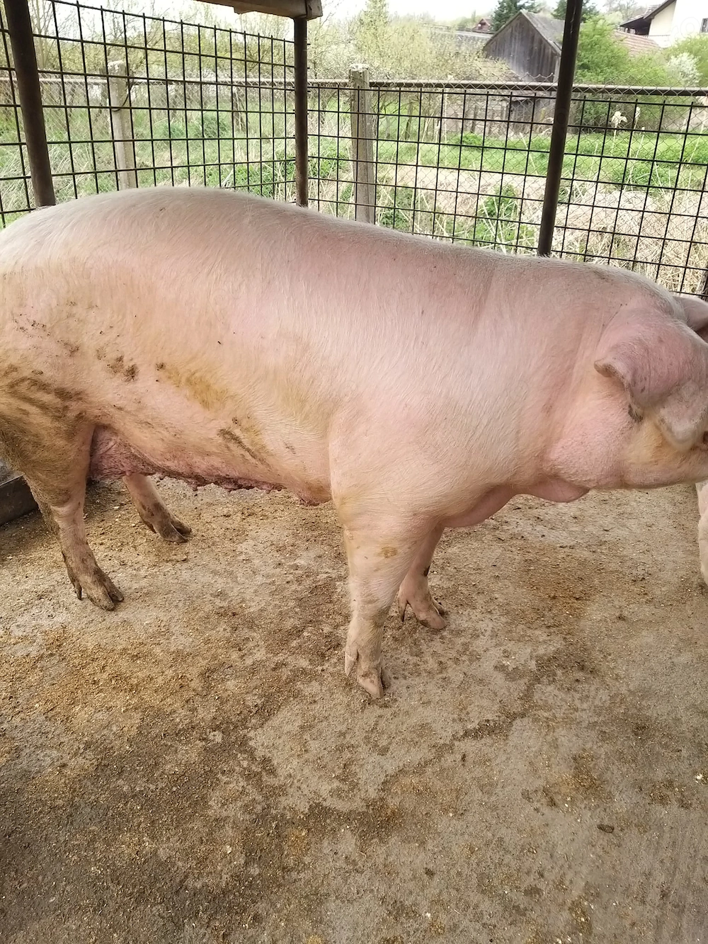 Vând două scrofițe 