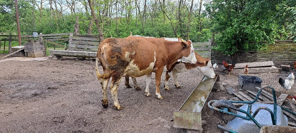 vaca buna d