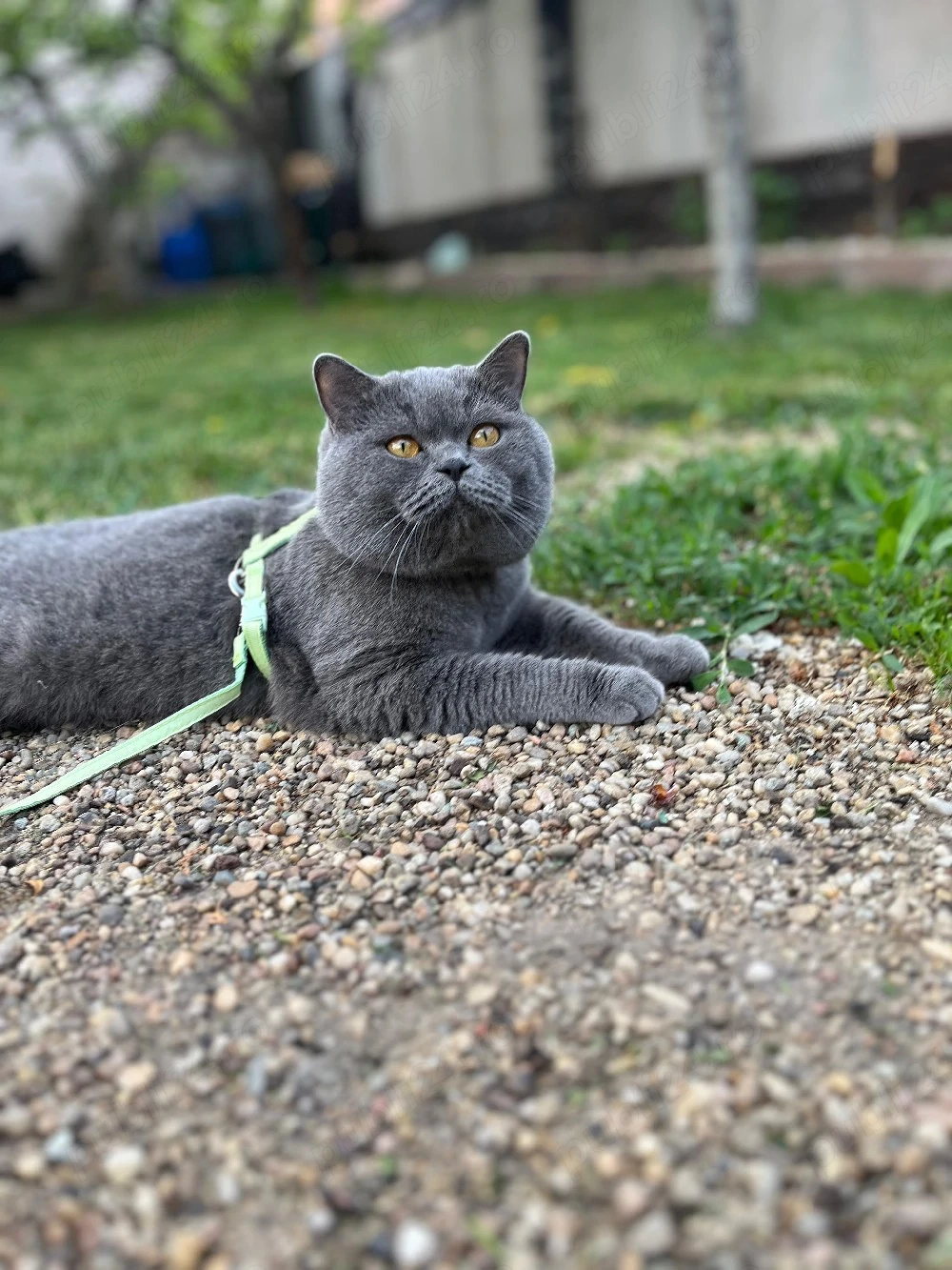 British shorthair blue 