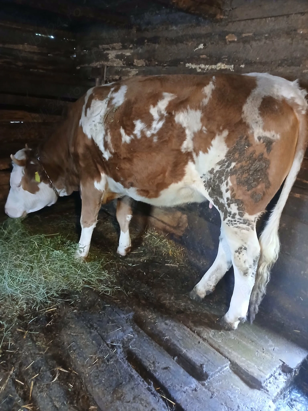 Vind juninca  baltata romaneasca  gestanta  aprope 7 luni   sat  Galsa. 450 kg  