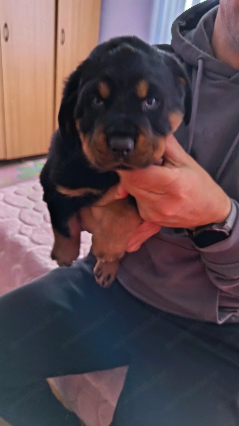Vand căței Rottweiler