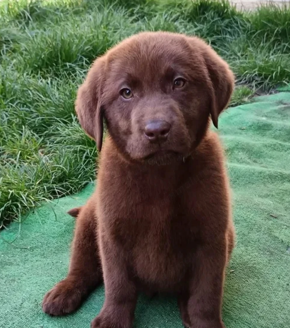 Vând pui labrador rasa pura.ciocolatiu originali 