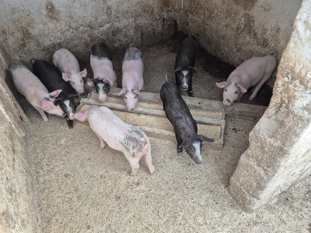 Vand purcei 8 săptămâni 