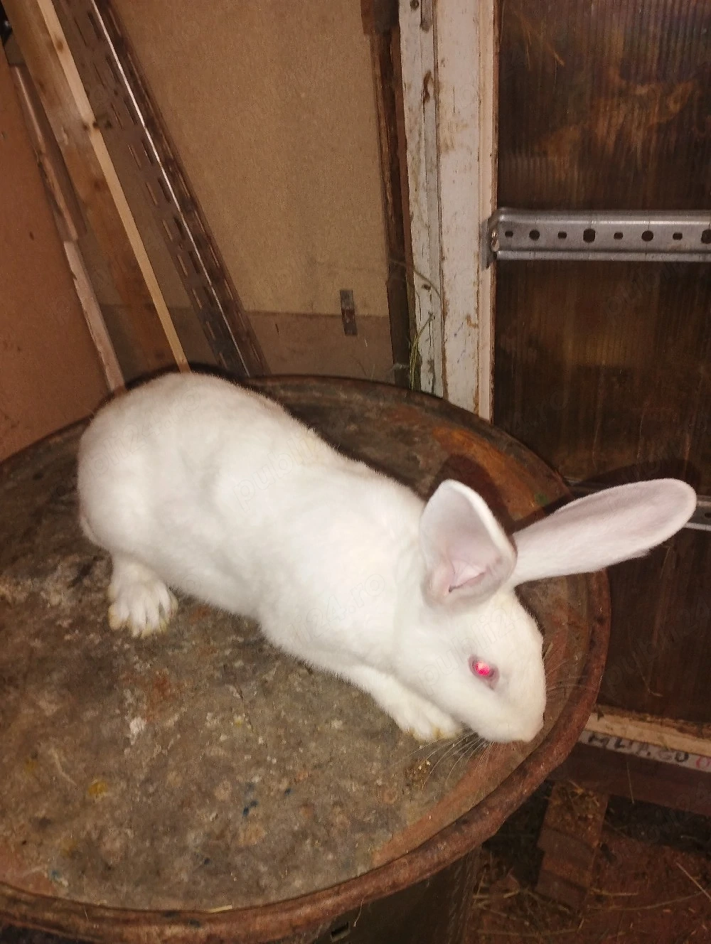 iepuri hycole francez femeluta 