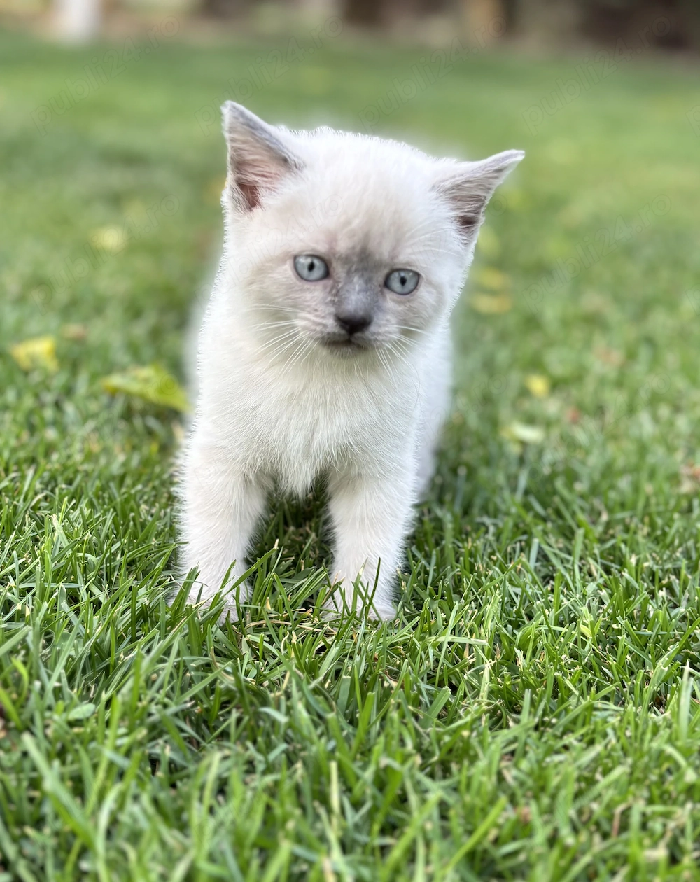 Pui British Shorthair Colorpoint