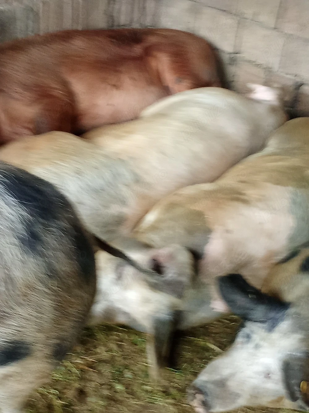 Marfă de vînzare 