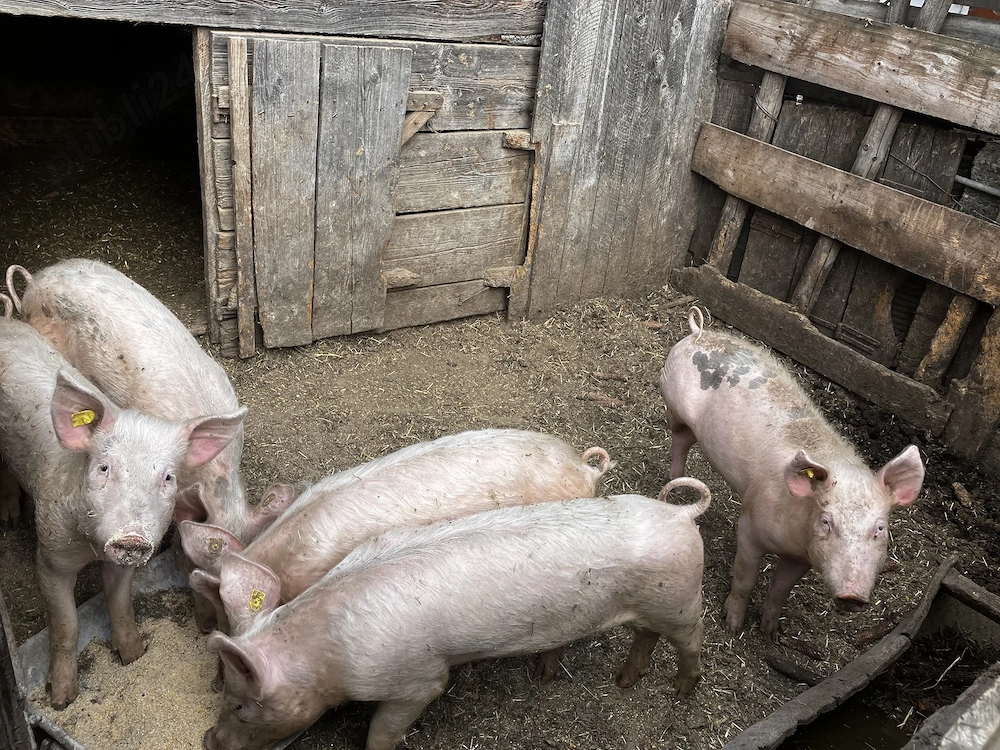 5 purcei de vânzare 800 lei bucata 30 kg