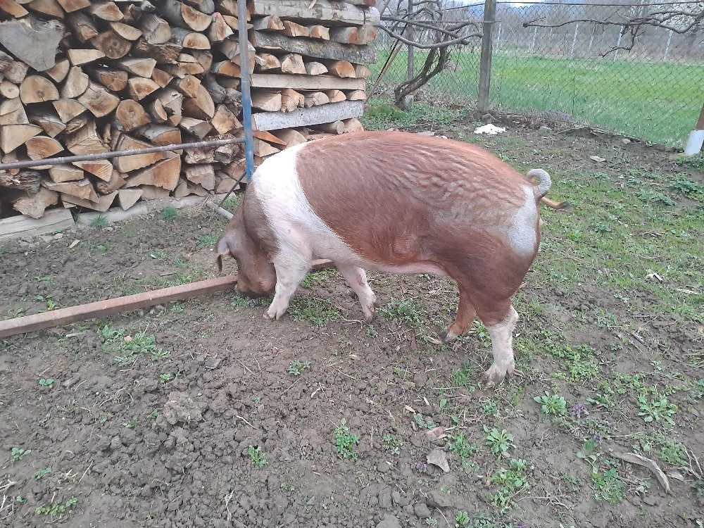 Porc Durok 