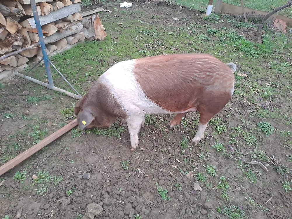 Porc Durok 