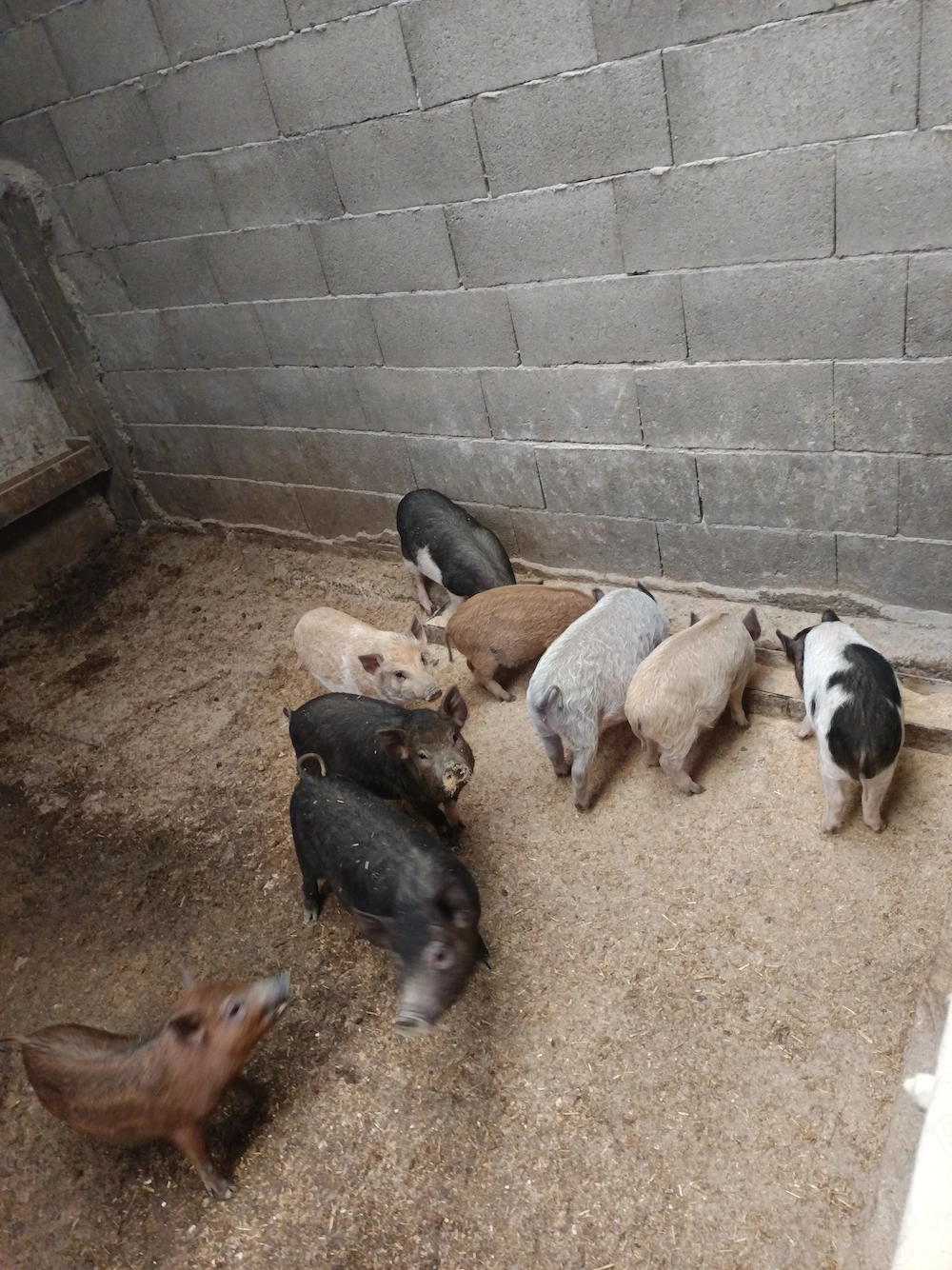 Porci vietnamezi 