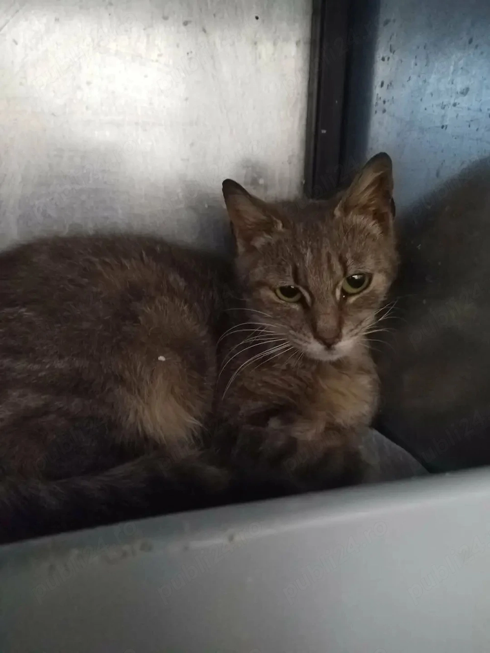 Pisica superbă spre adopție 