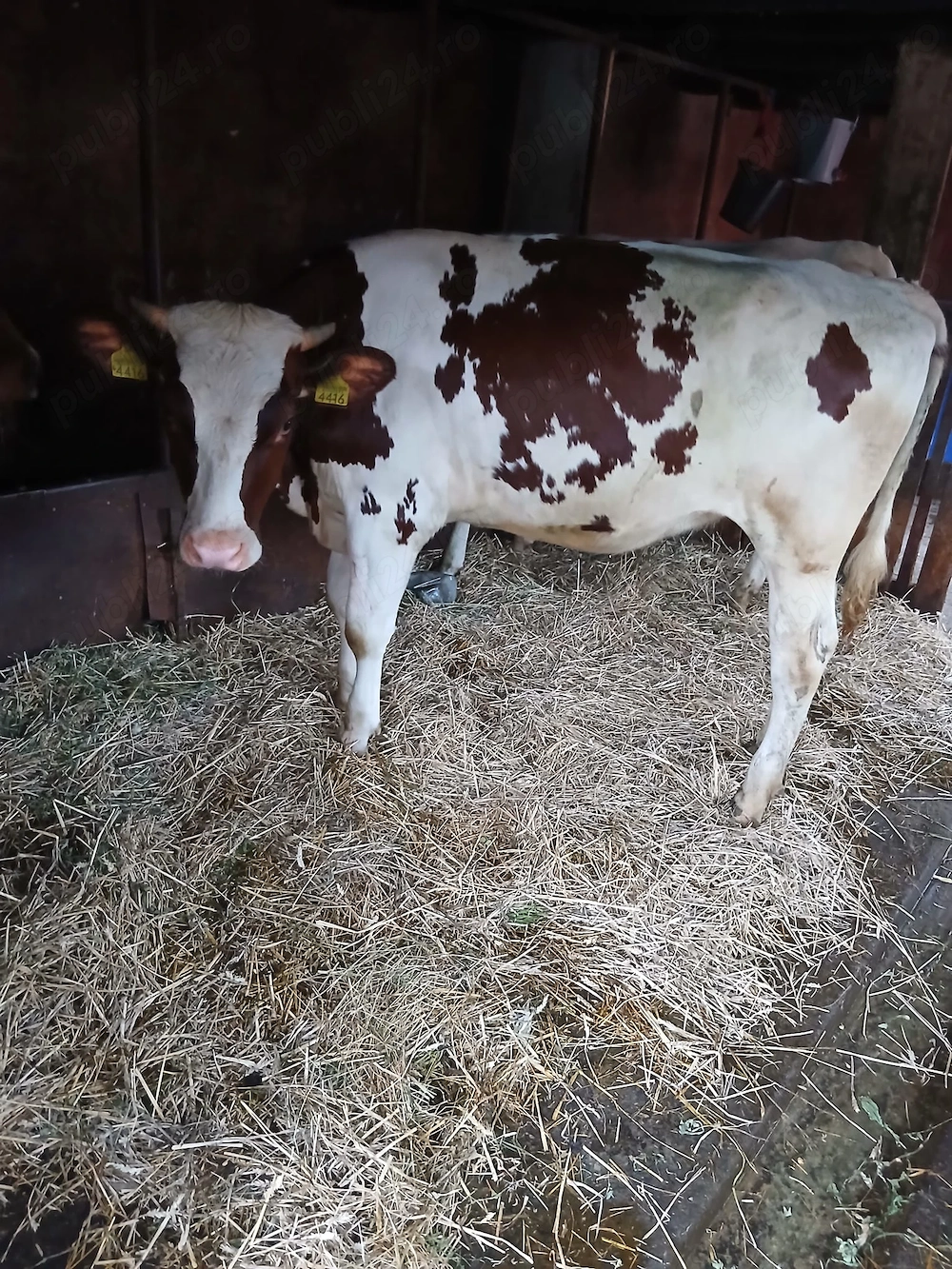 Juninci red holstein 