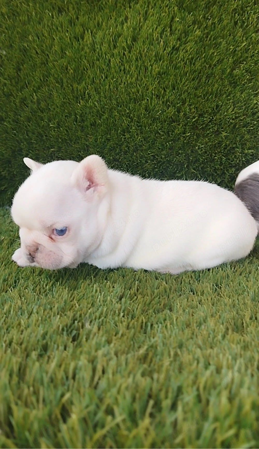 Bulldog Francez Platinum Femela 