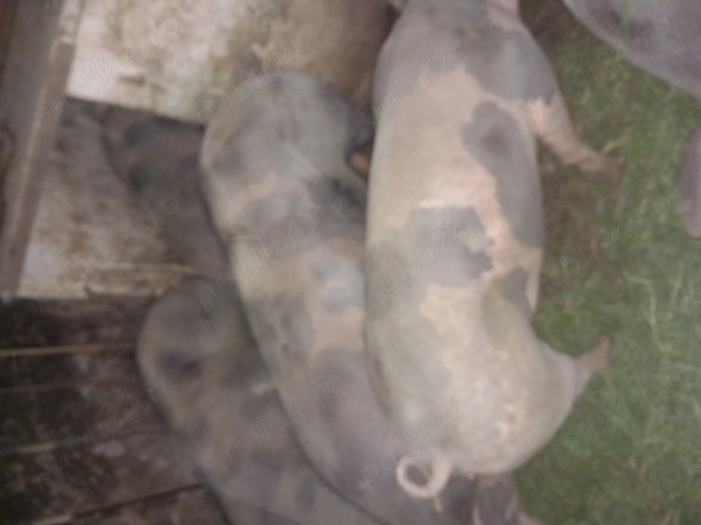 Porci de vânzare negociabil 