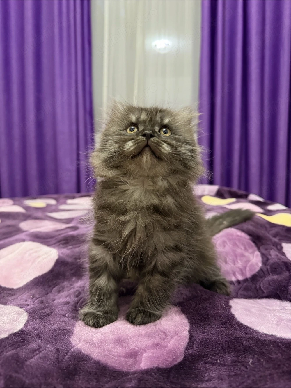 british longhair smoke