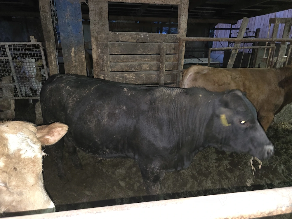 Vand 3 tauri angus aproximativ 350-400 kg