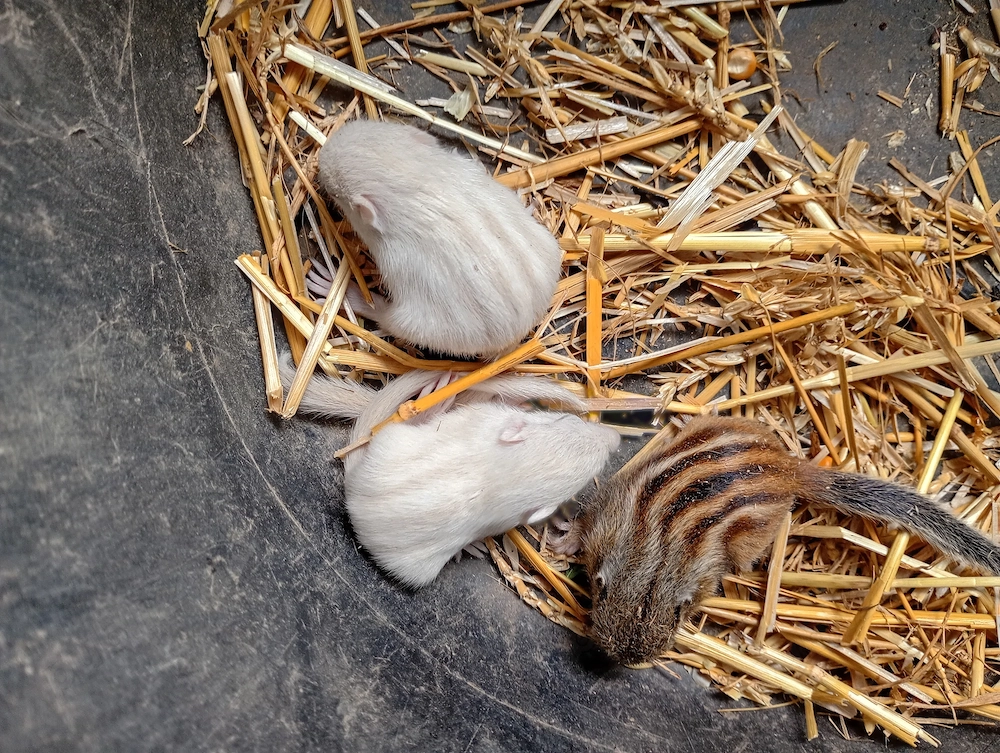Veverite siberiene  .