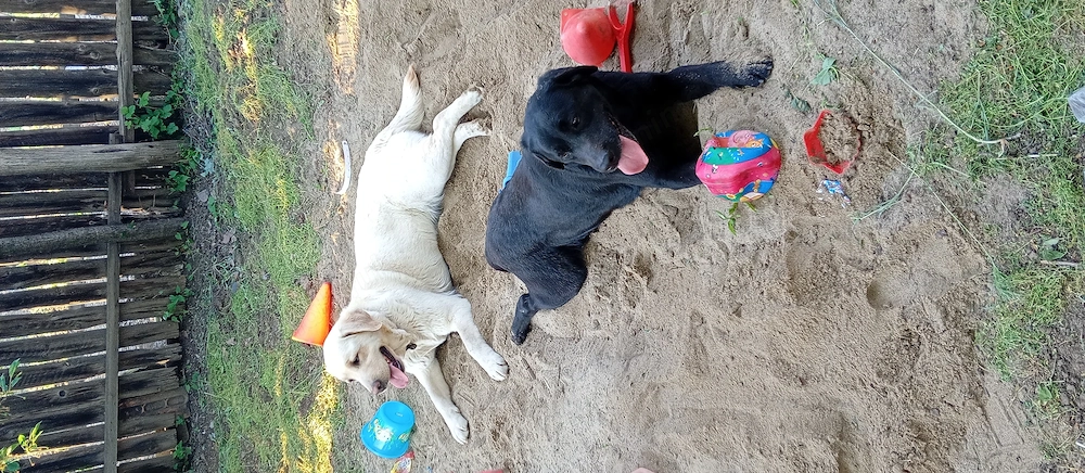 Vând câini Labradori,două femele cu pedigree 