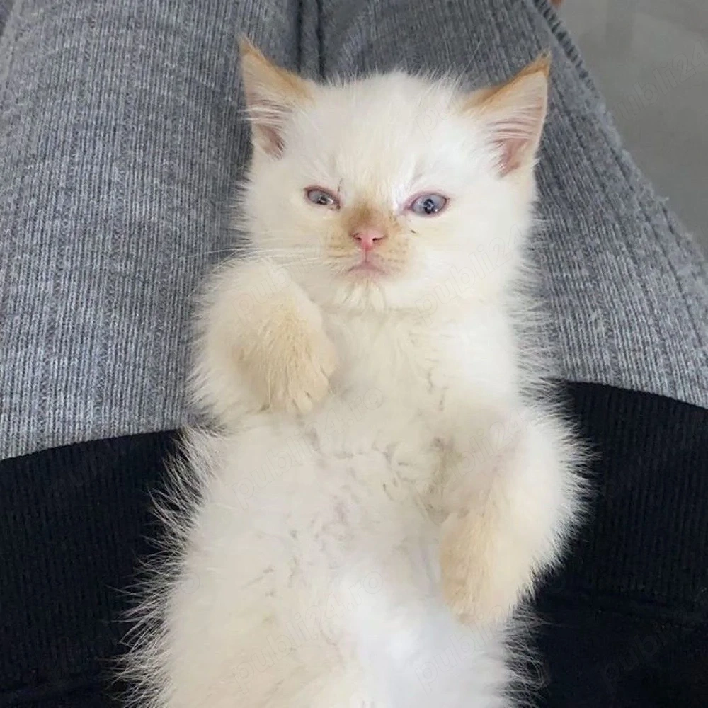 Ragdoll jucaus 