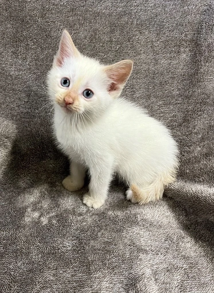 Ragdoll jucaus 