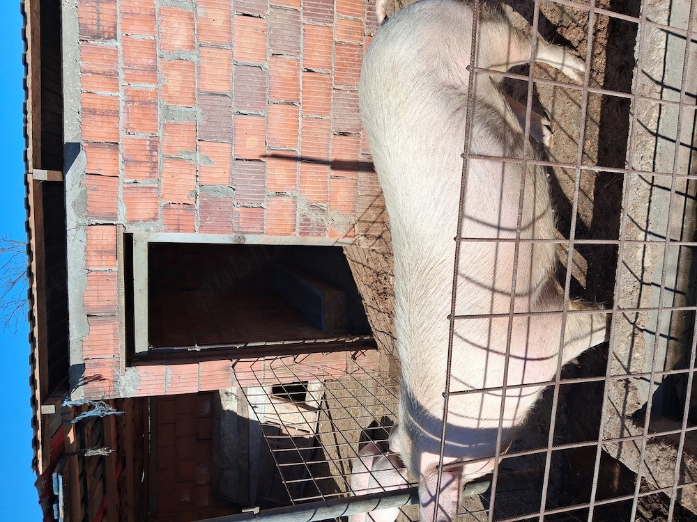 Vind porc de carne