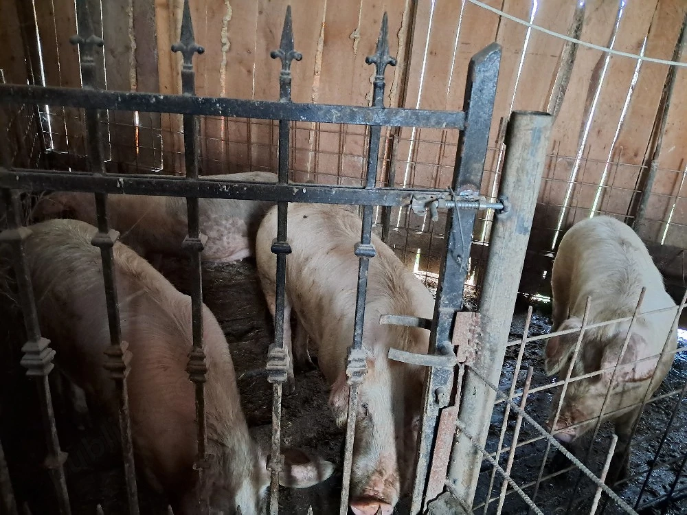 vand porci