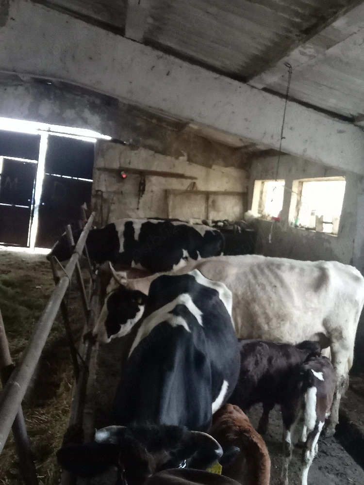 caut două persoane pentru ferma de vaci
