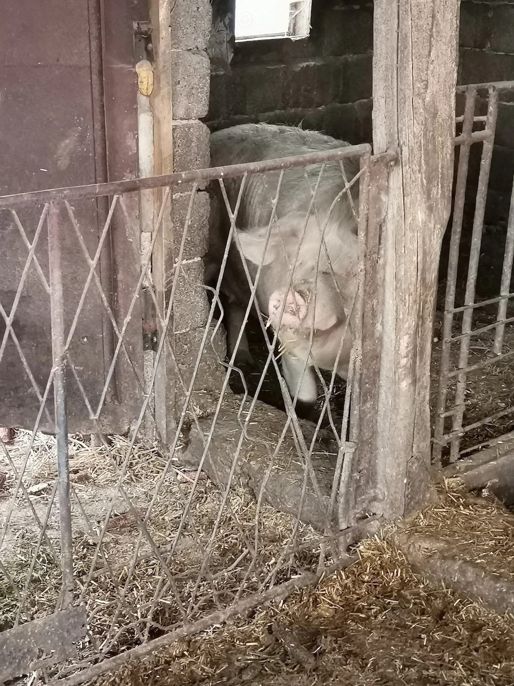 Vand scroafa crescuta in curte la tara cu mancare bio