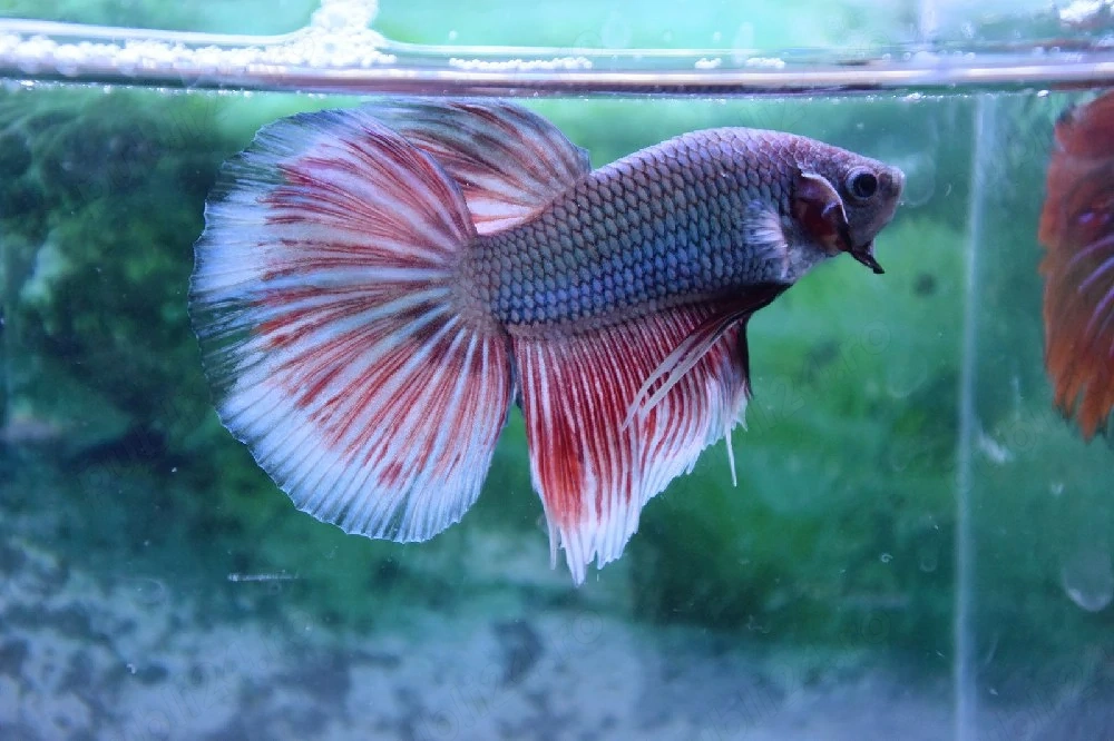 Masculi Betta pesti acvariu superbi