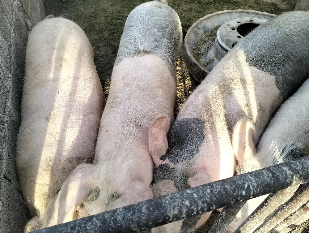 porci de sacrificat