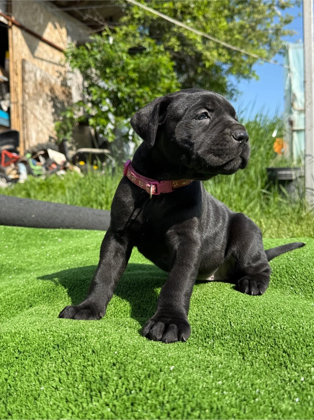 Pui Cane Corso Rasa Pura