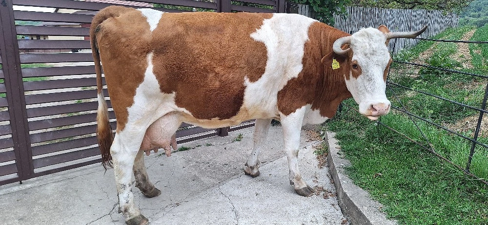 Vaca cu vitel