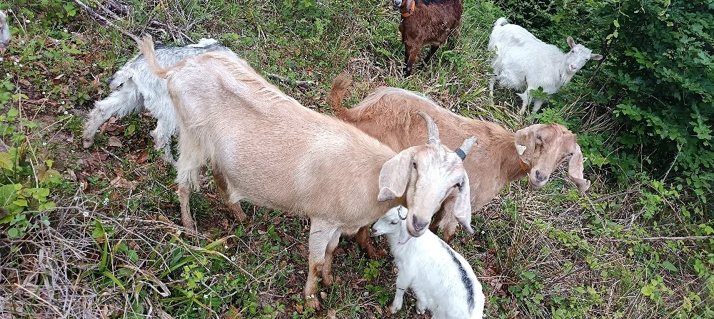 Capra Anglo n benă de un an jumate din mamă foarte bună de lapte 