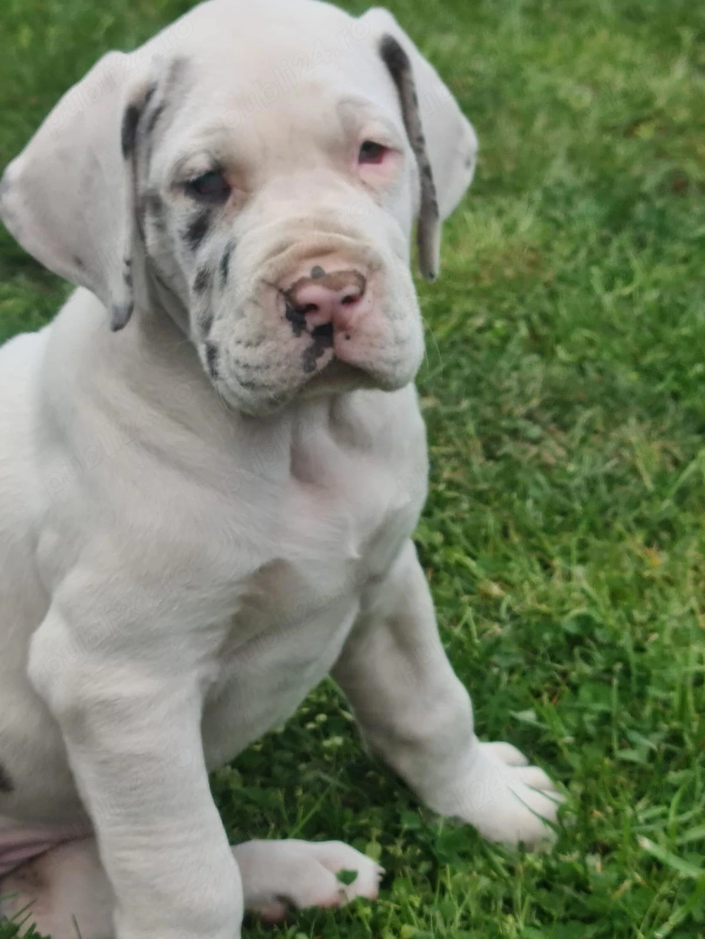 Dog German Marele Danez