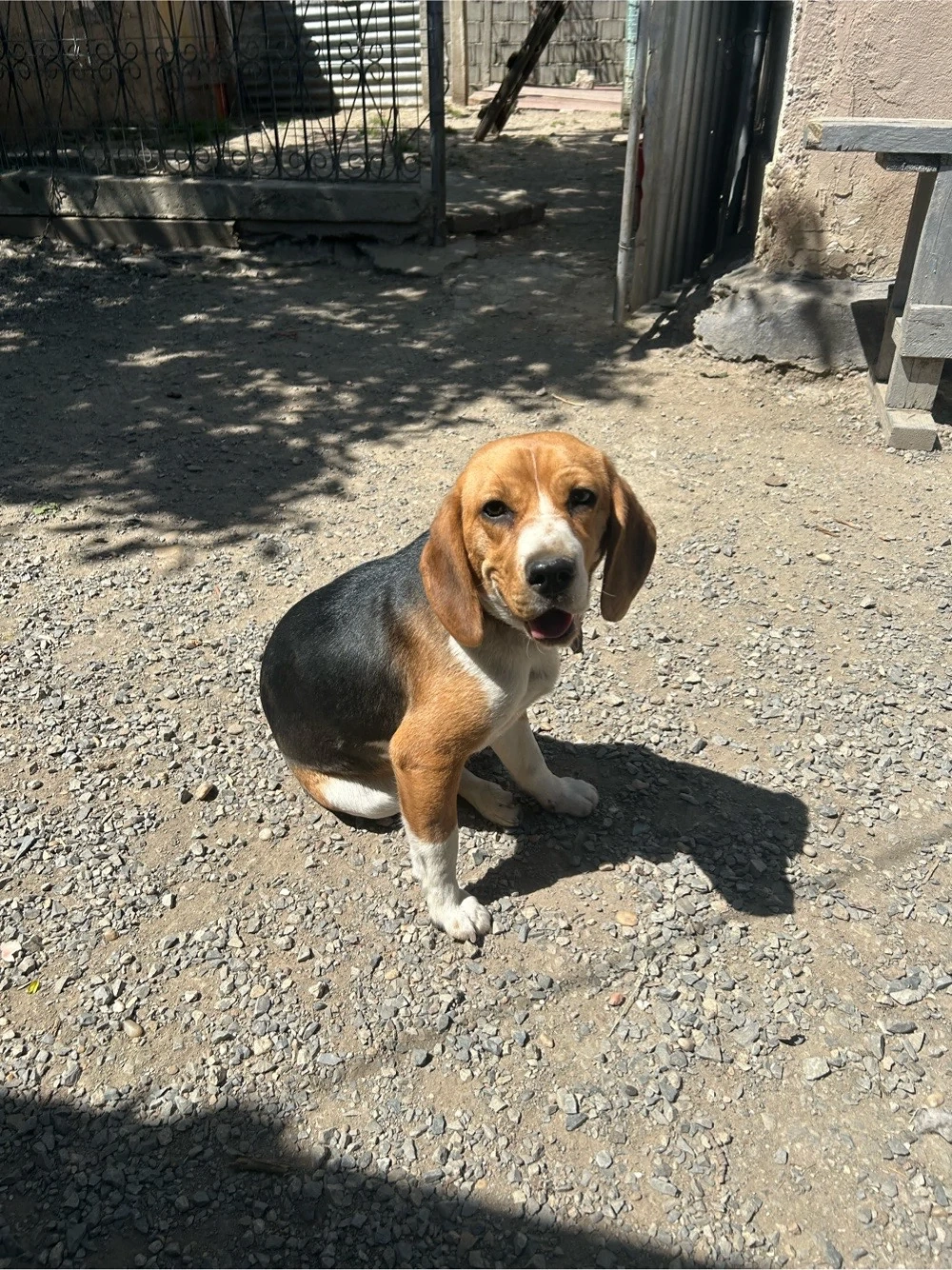 Donez cățelușa Beagle 
