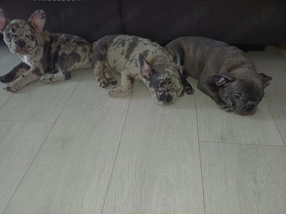 Bulldog Francez Merle